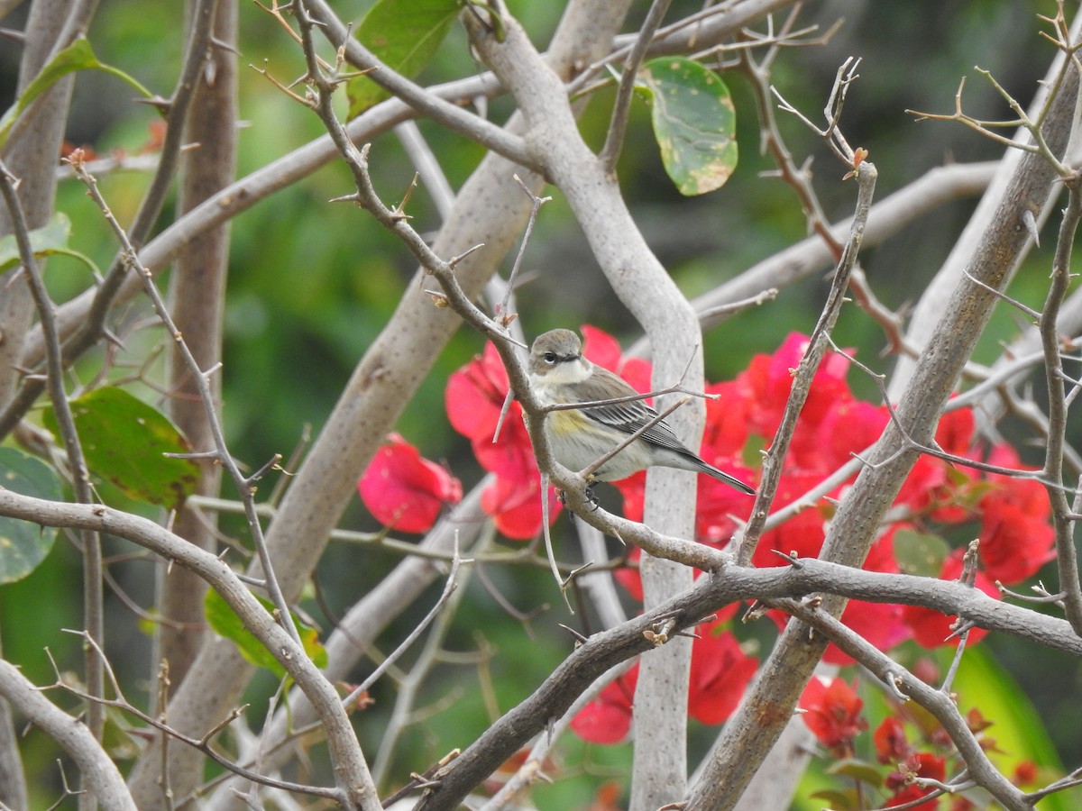 Yellow-rumped Warbler - ML646907385