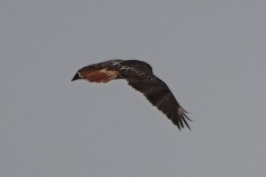Red-tailed Hawk - ML646907387