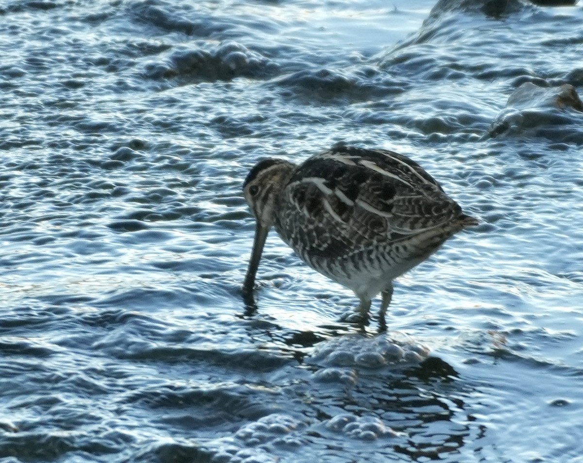 kanadabekkasin - ML646907388