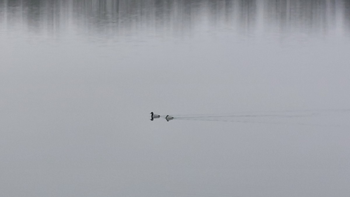 Common Pochard - ML646907394