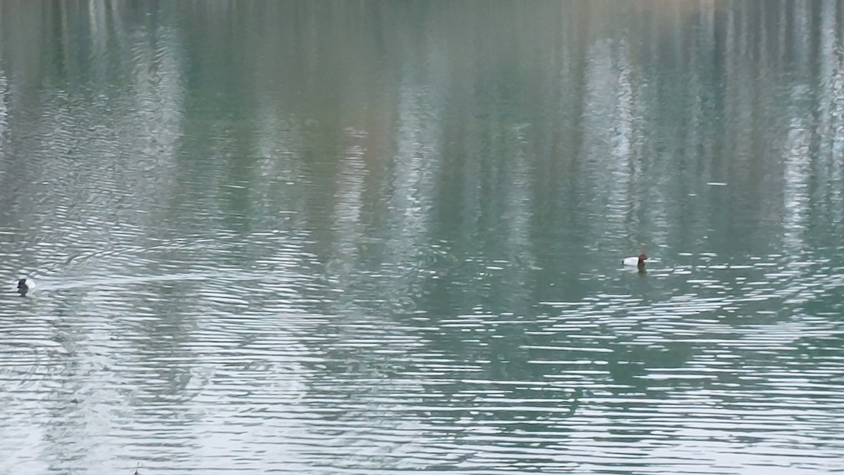 Common Pochard - ML646907395