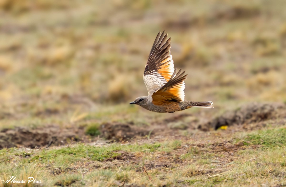 Chocolate-vented Tyrant - ML646907402