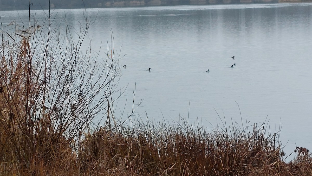 Murgilari mottoduna - ML646907403