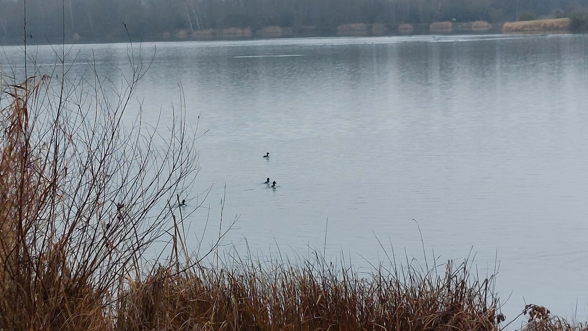 Murgilari mottoduna - ML646907404