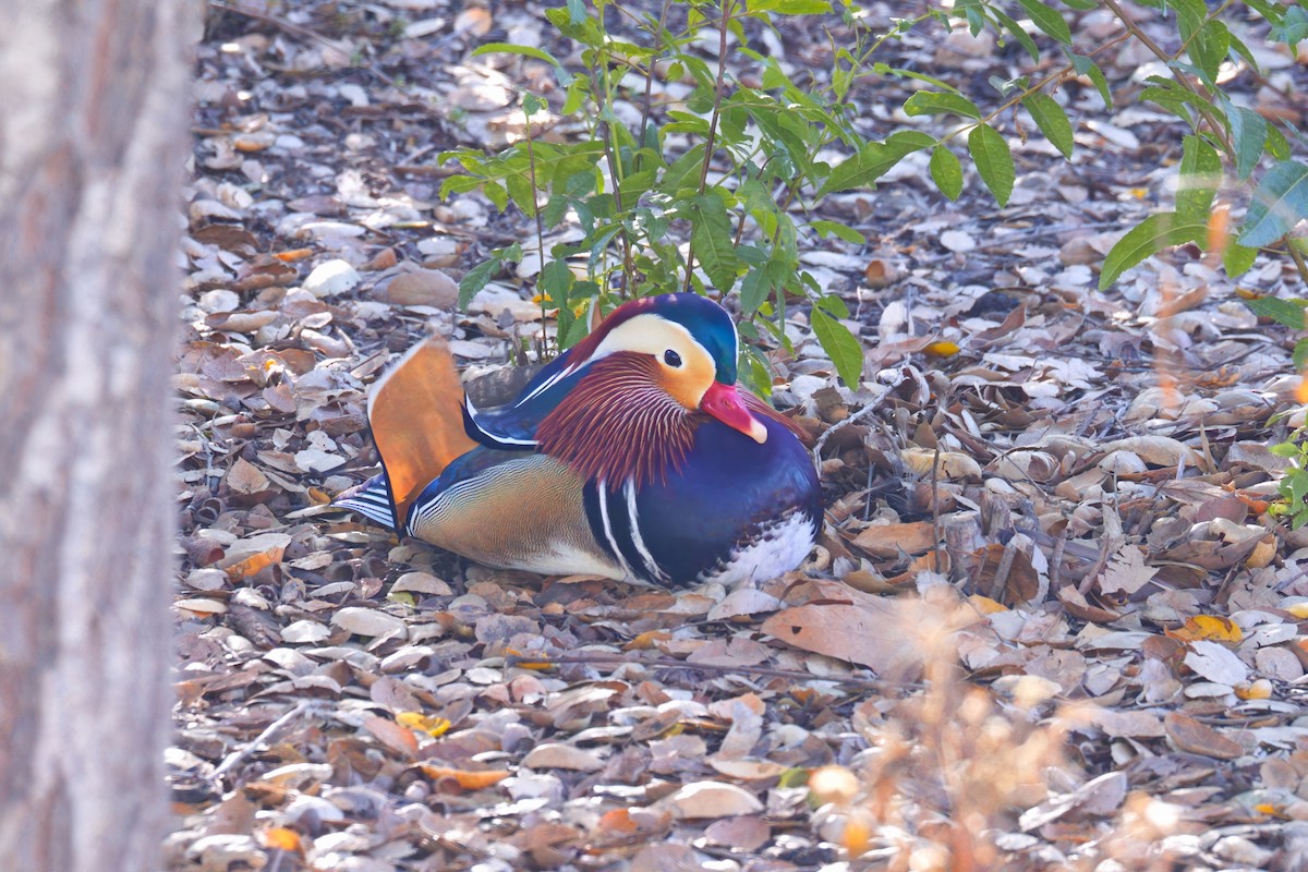 מנדרין סיני - ML646907406