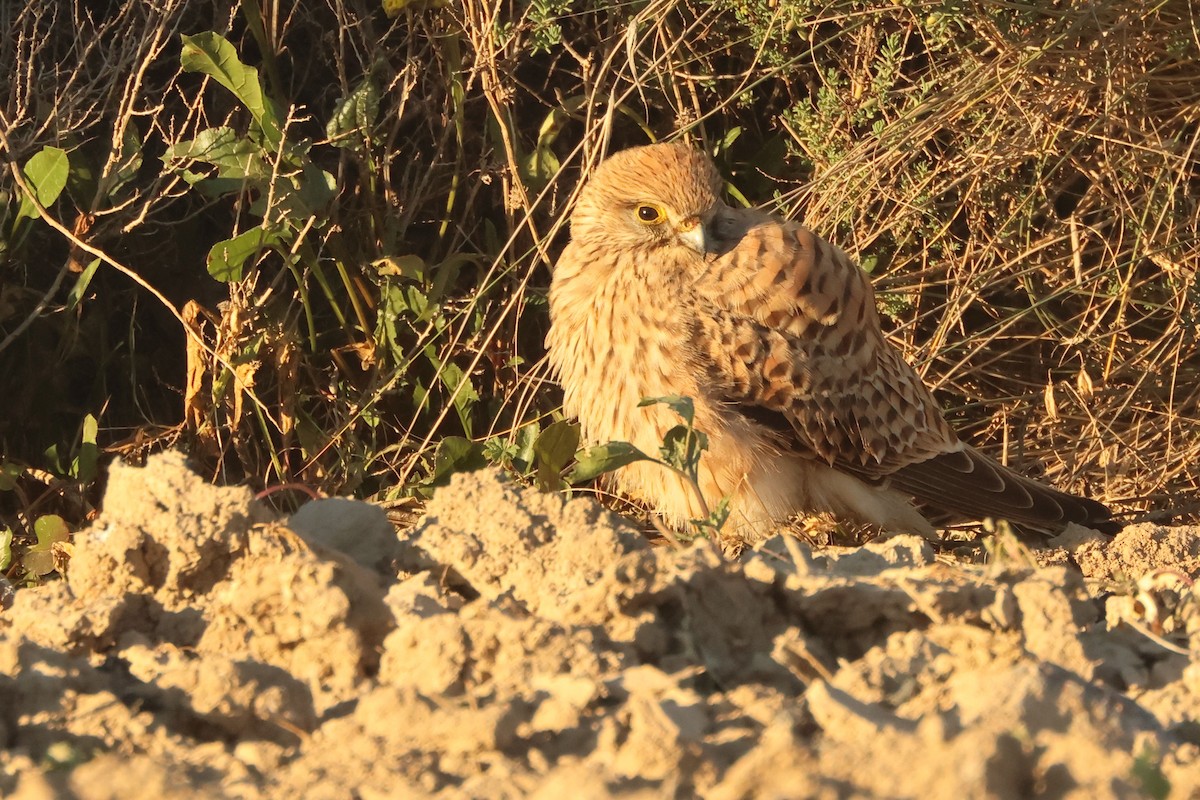 Kerkenez - ML646907407