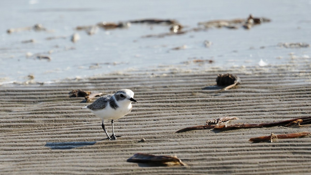 Snowy Plover - ML646907410