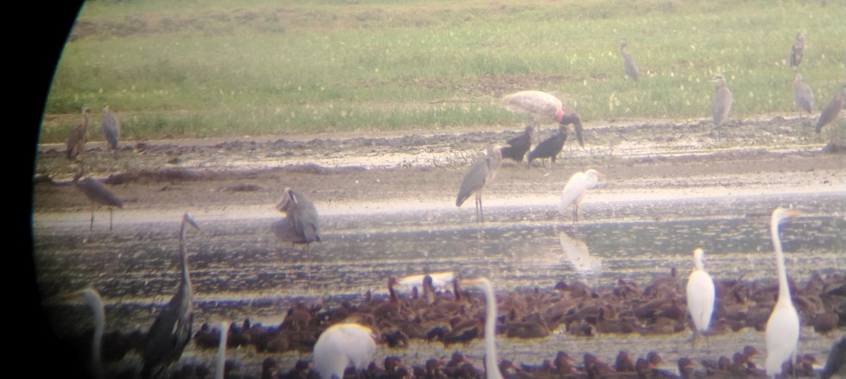 jabirustork - ML646907411