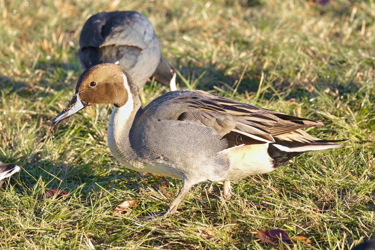 Ahate buztanluzea - ML646907413