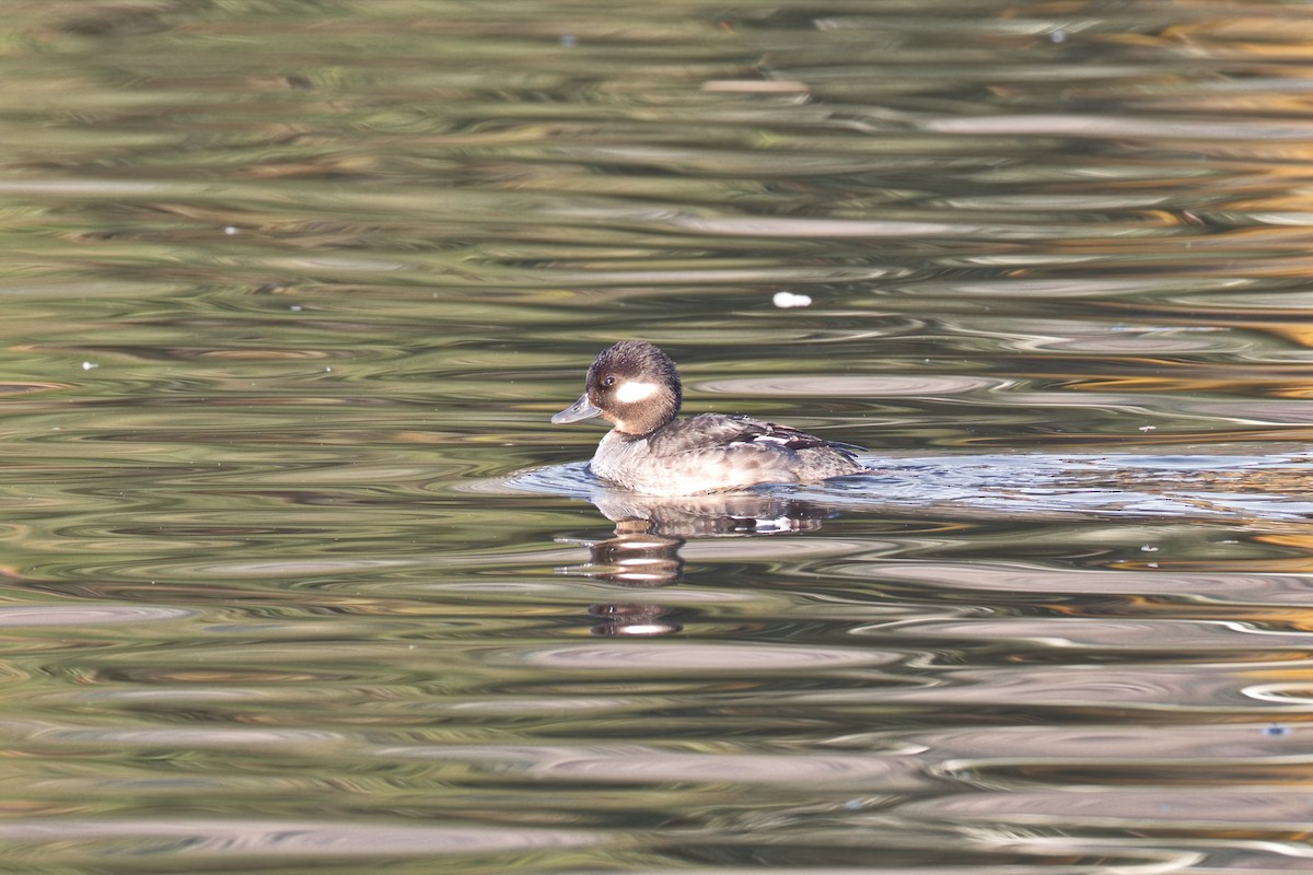 Murgilari buruzuria - ML646907418