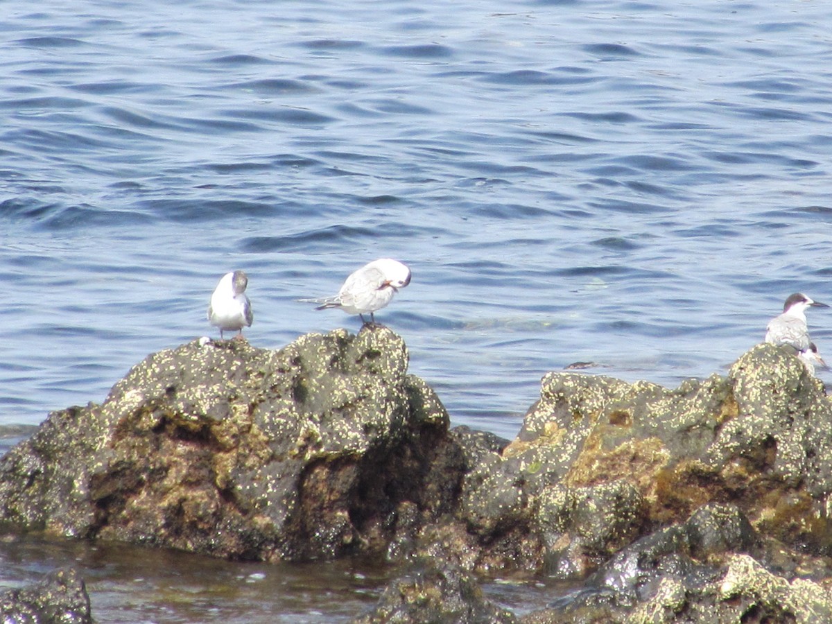 Common Tern - ML646907419