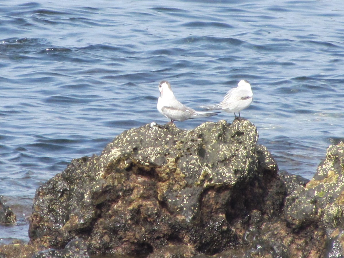 燕鷗 - ML646907420