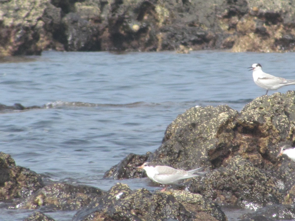 燕鷗 - ML646907421