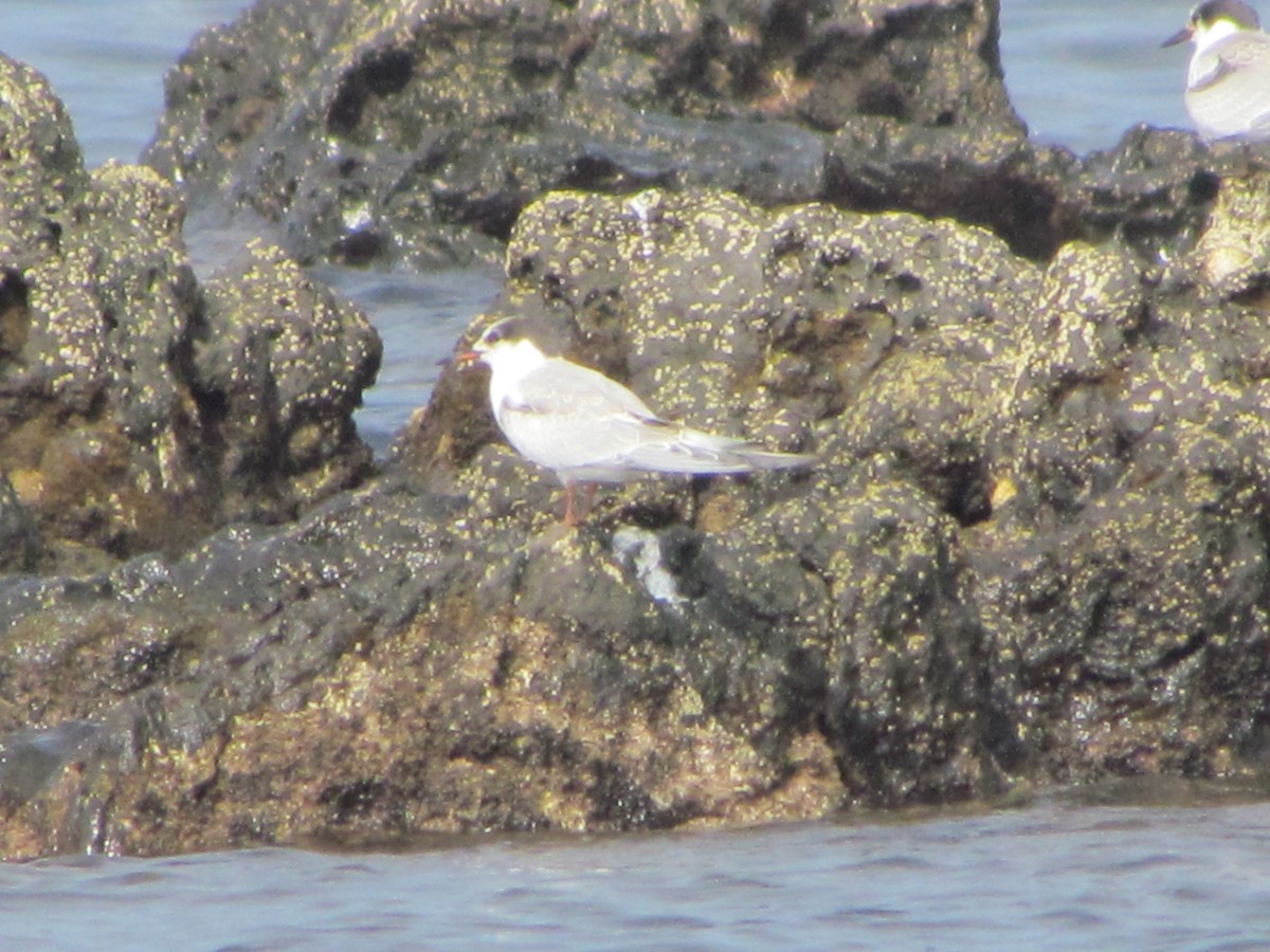 Common Tern - ML646907422