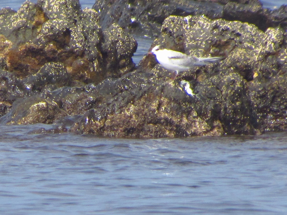 燕鷗 - ML646907423