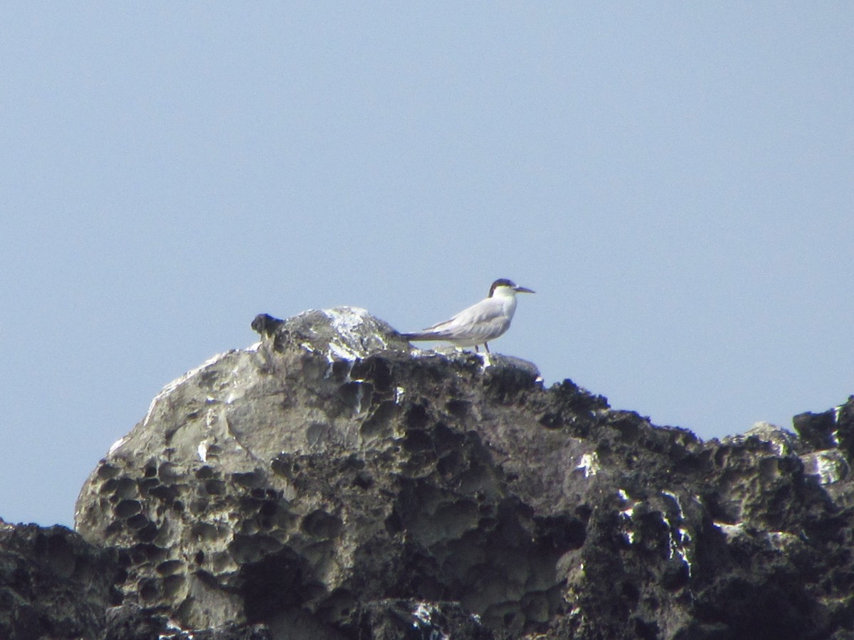 燕鷗 - ML646907424