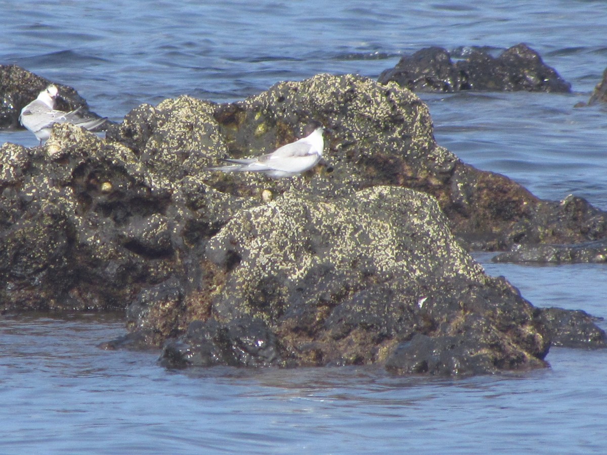 燕鷗 - ML646907425