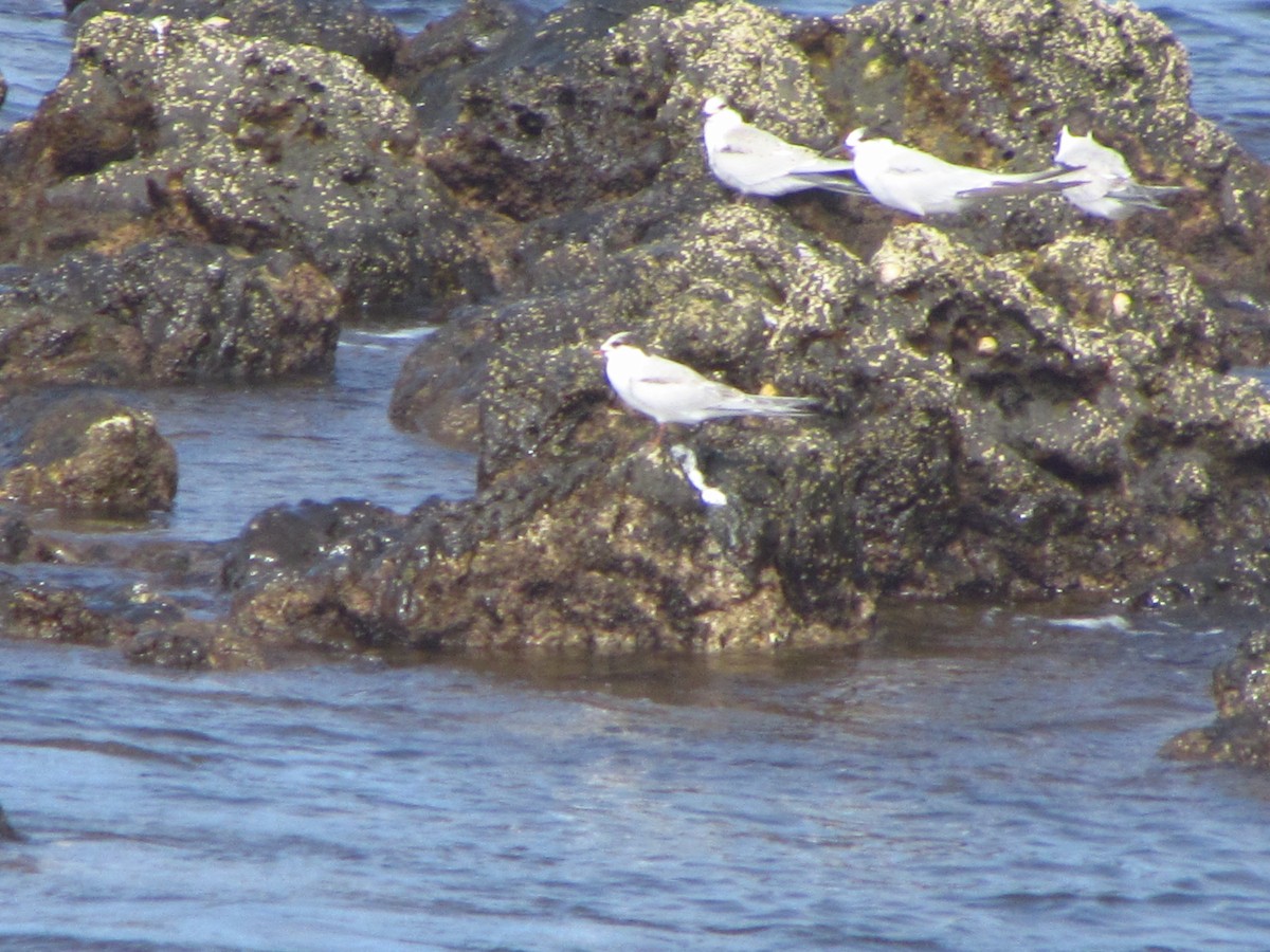 燕鷗 - ML646907426