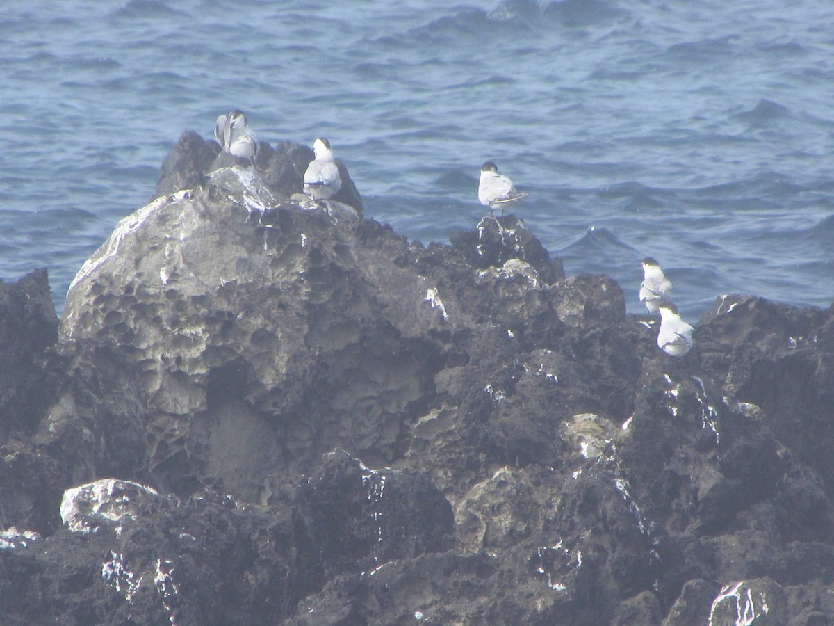 燕鷗 - ML646907427