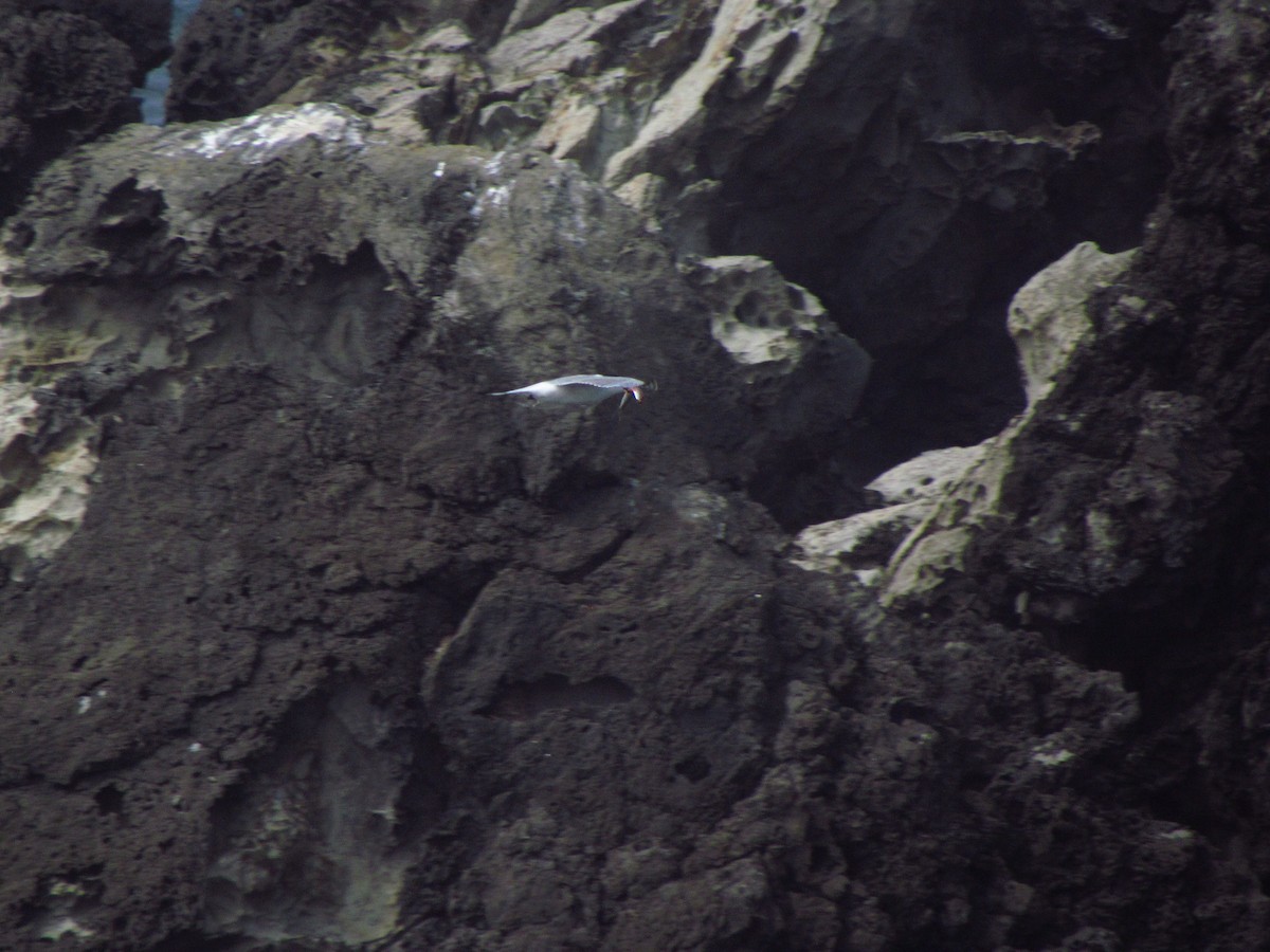 燕鷗 - ML646907428