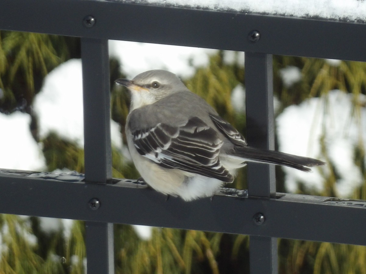 Northern Mockingbird - ML646907435