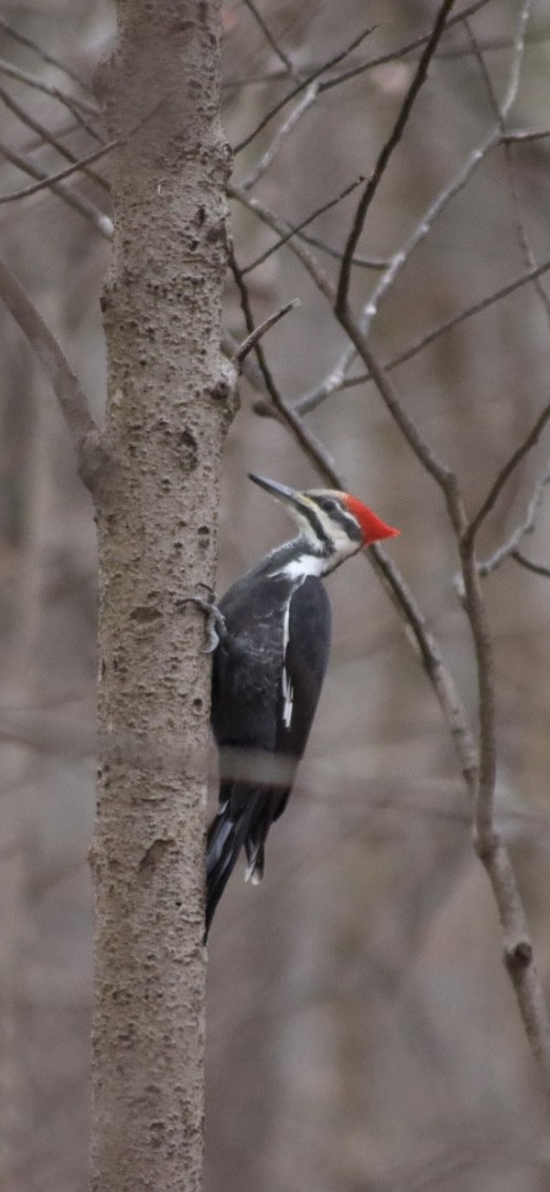 Pileated Woodpecker - ML646907437