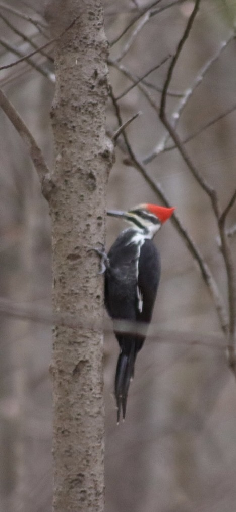 Pileated Woodpecker - ML646907438