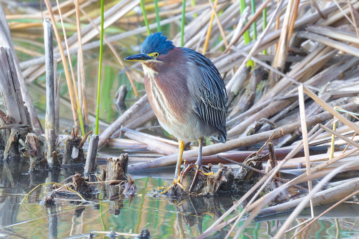 Green Heron - ML646907440
