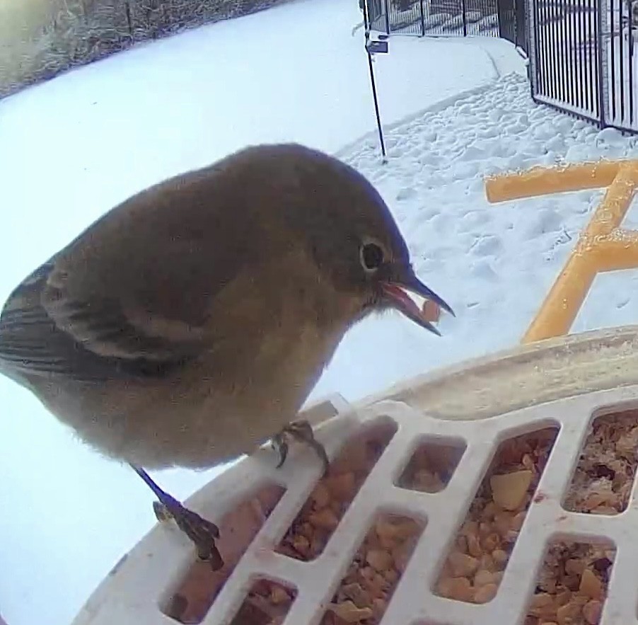 Pine Warbler - ML646907441