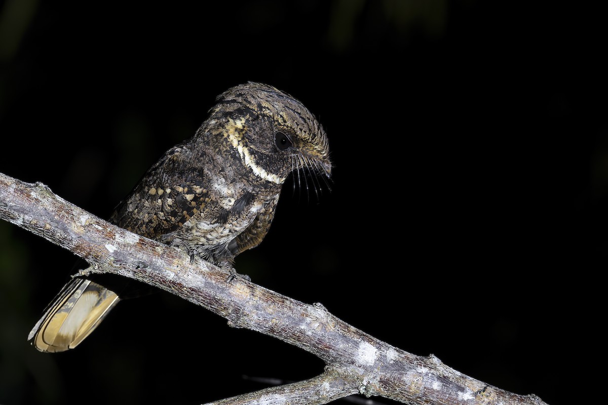 Rufous Nightjar - ML646907444