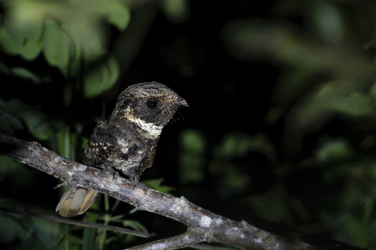 Rufous Nightjar - ML646907445
