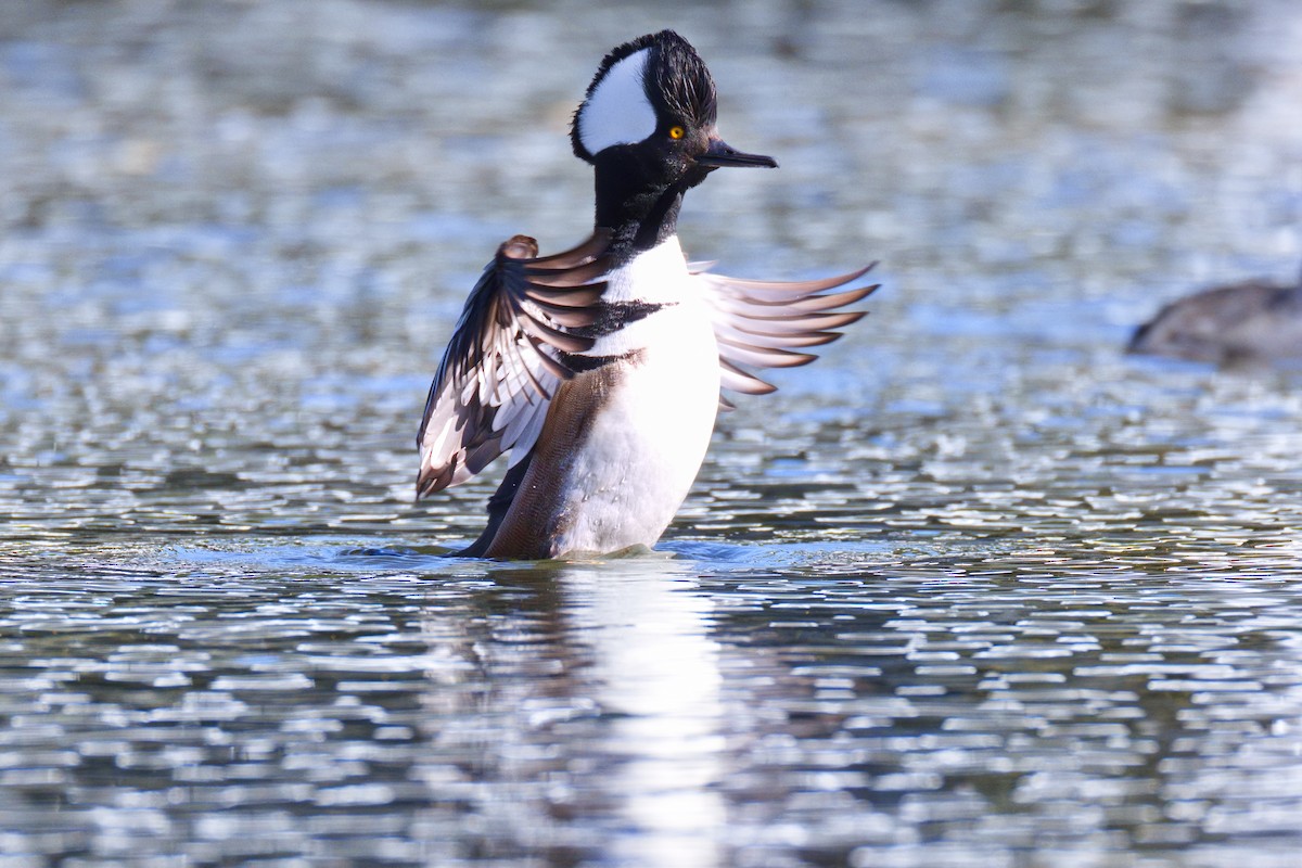 Hooded Merganser - ML646907447