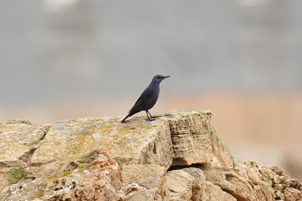 Blue Rock-Thrush - ML646907449