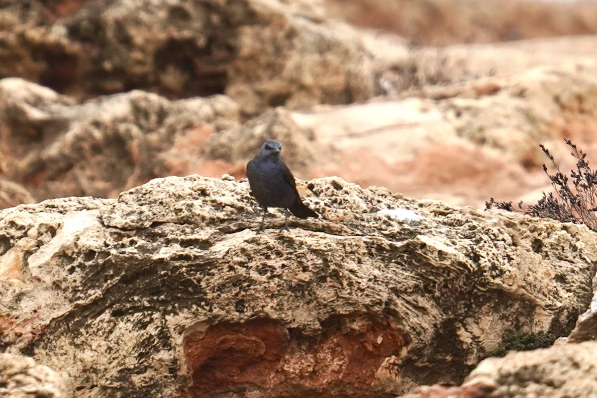 Blue Rock-Thrush - ML646907450