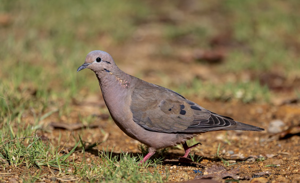 Eared Dove - ML646907452