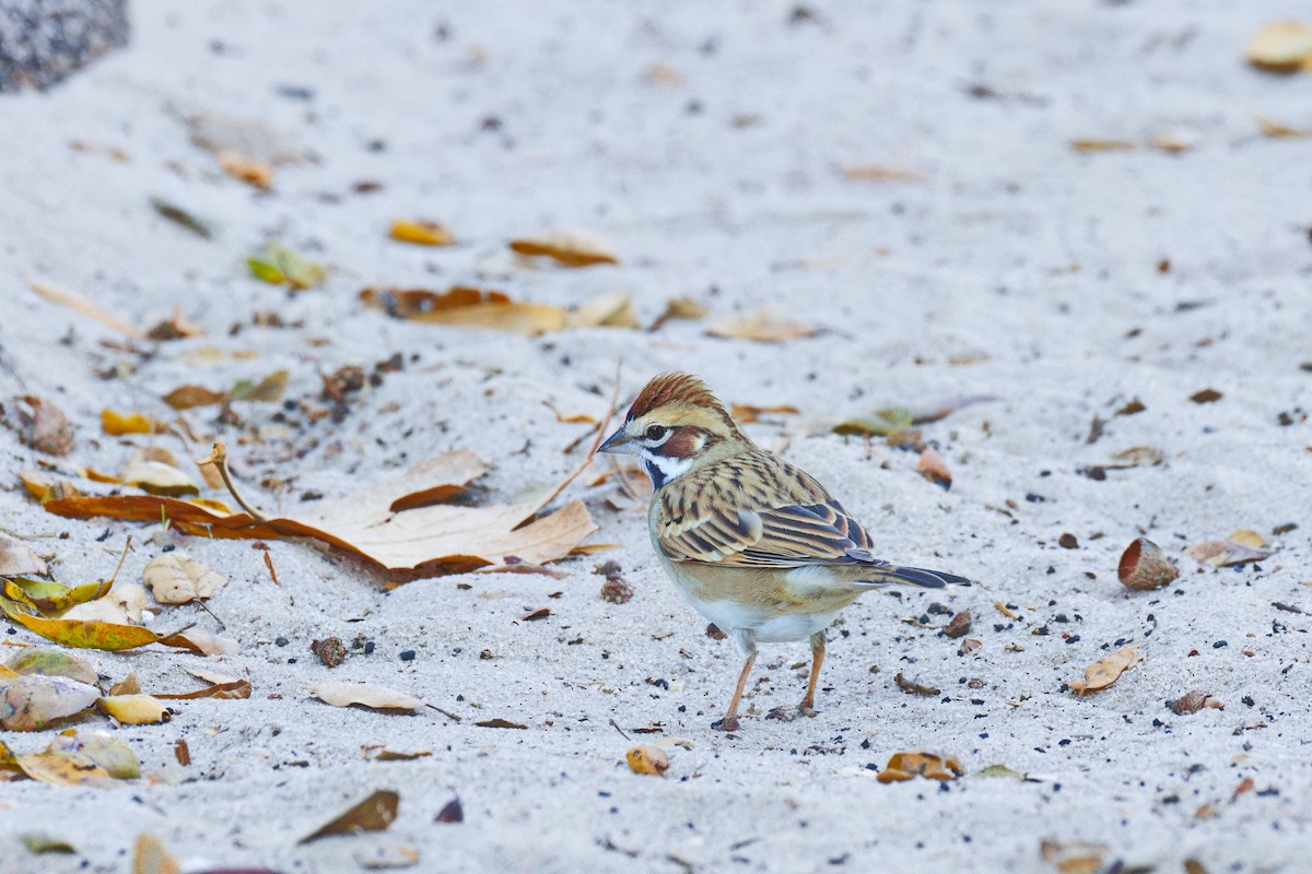 Lark Sparrow - ML646907454