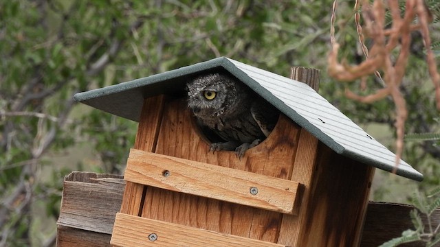 Western Screech-Owl - ML646907457