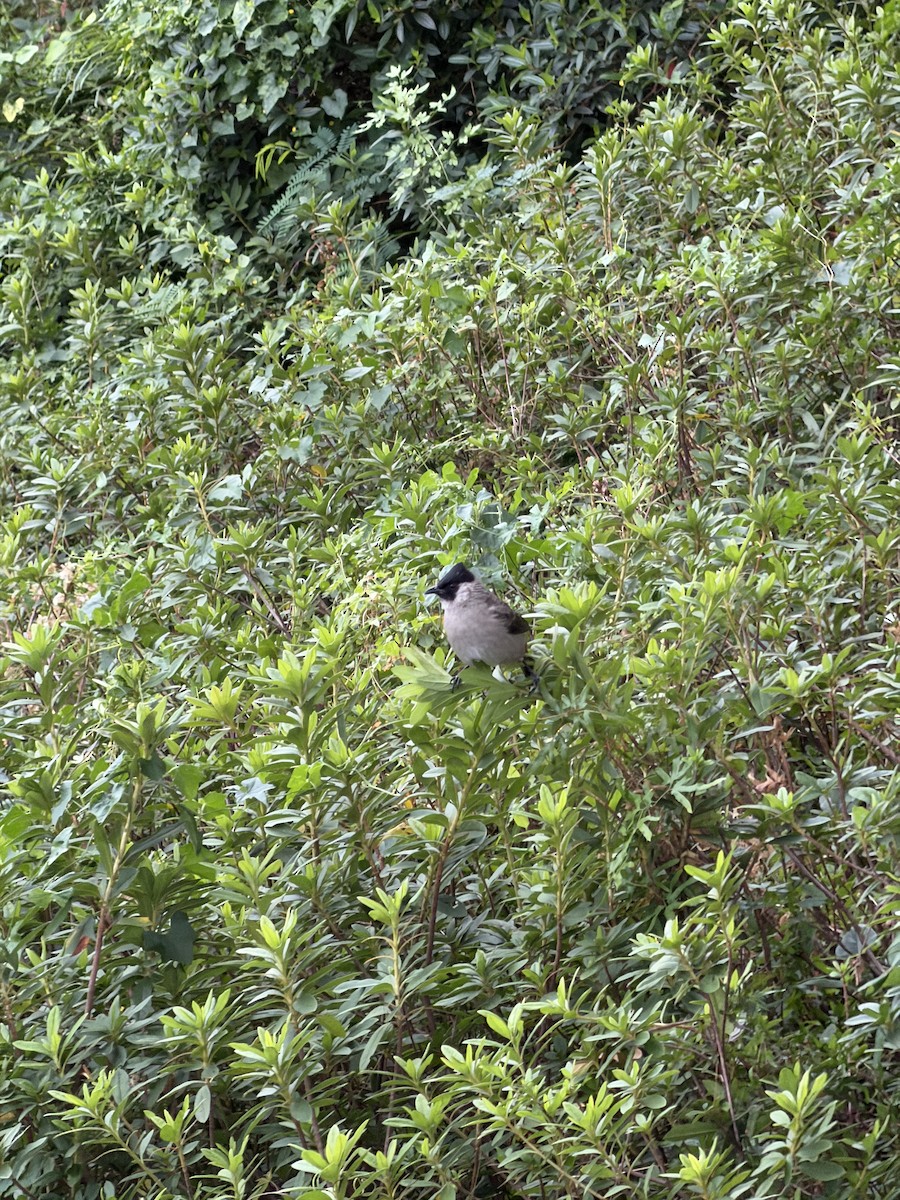 Sooty-headed Bulbul - ML646907458