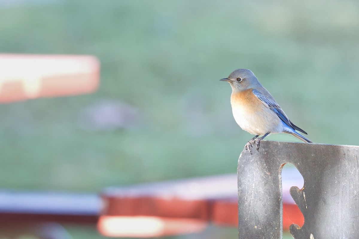Western Bluebird - ML646907460