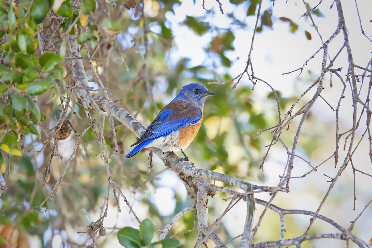 Western Bluebird - ML646907461