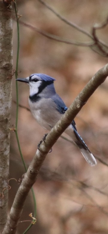 Blue Jay - ML646907462