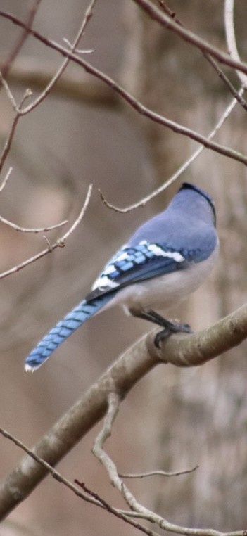 Blue Jay - ML646907463