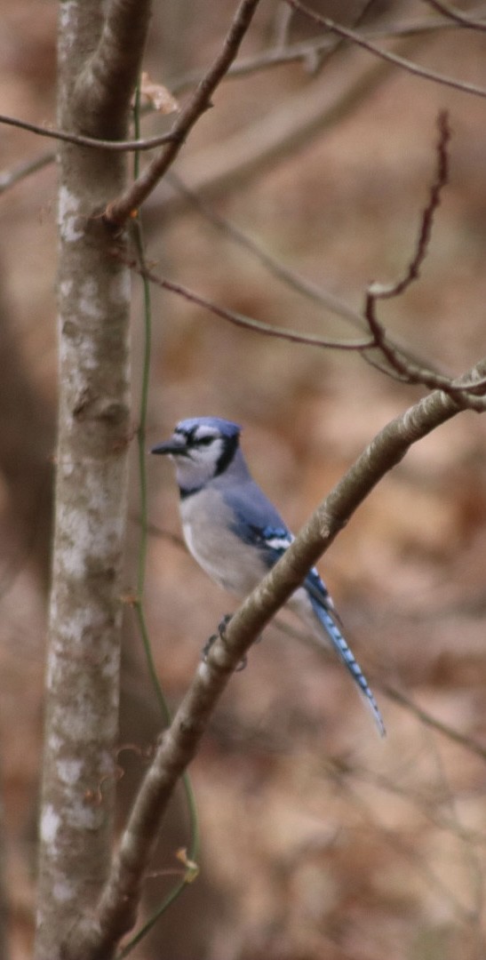 Blue Jay - ML646907464