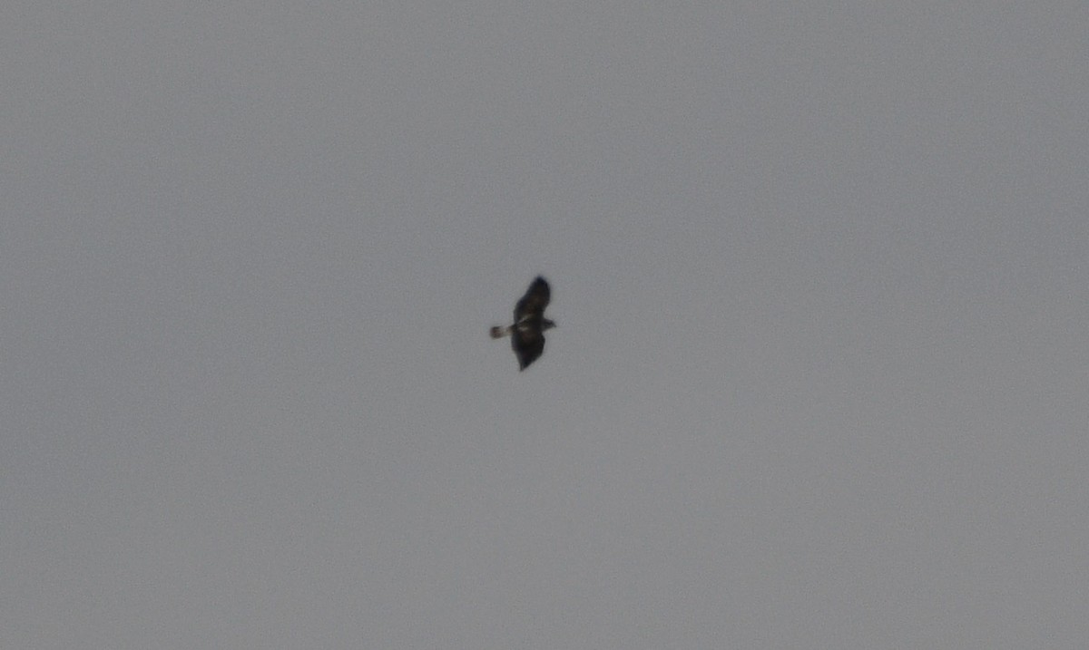 Краснохвостый канюк (harlani) - ML646907465