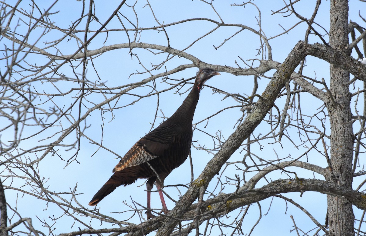 Wild Turkey - ML646907466