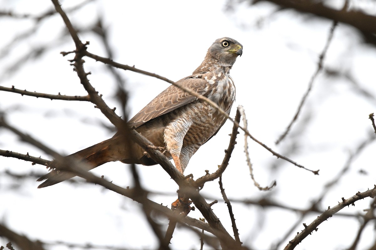 Eastern Chanting-Goshawk - ML646907468