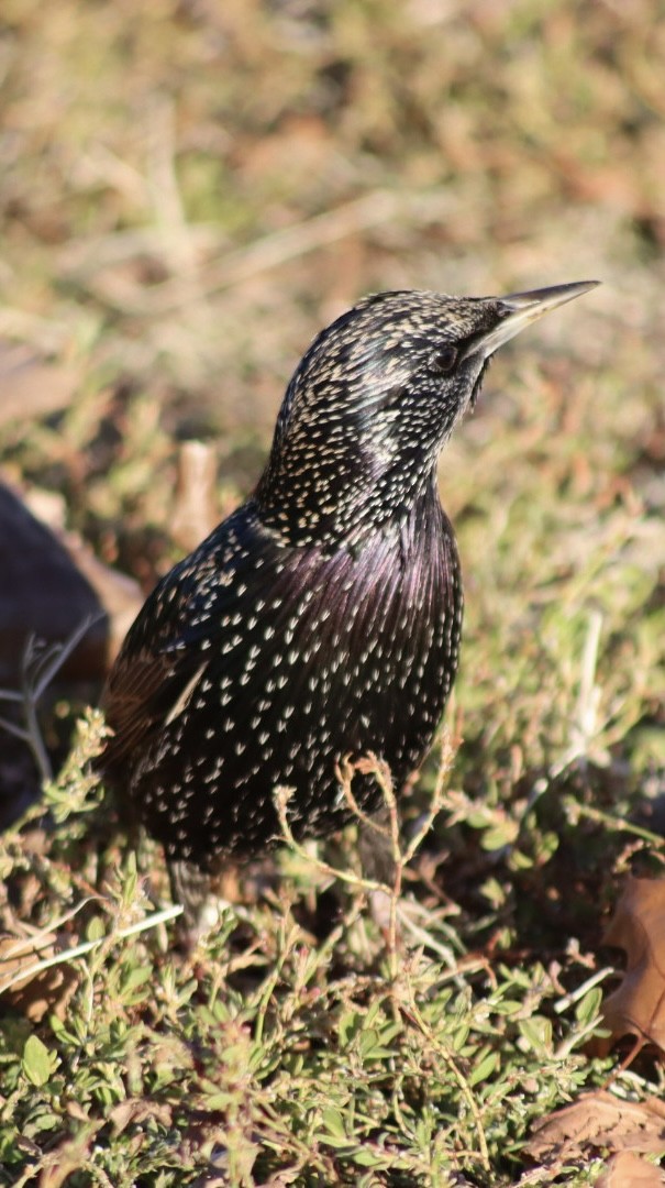 European Starling - ML646907469