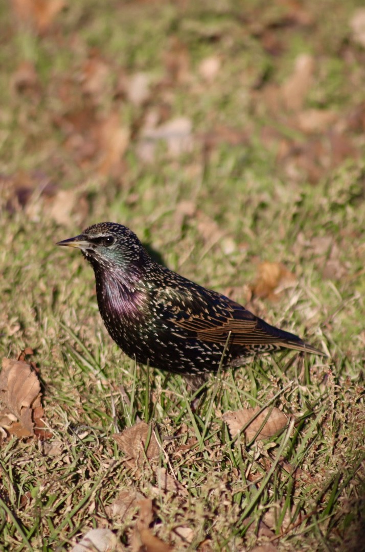European Starling - ML646907470