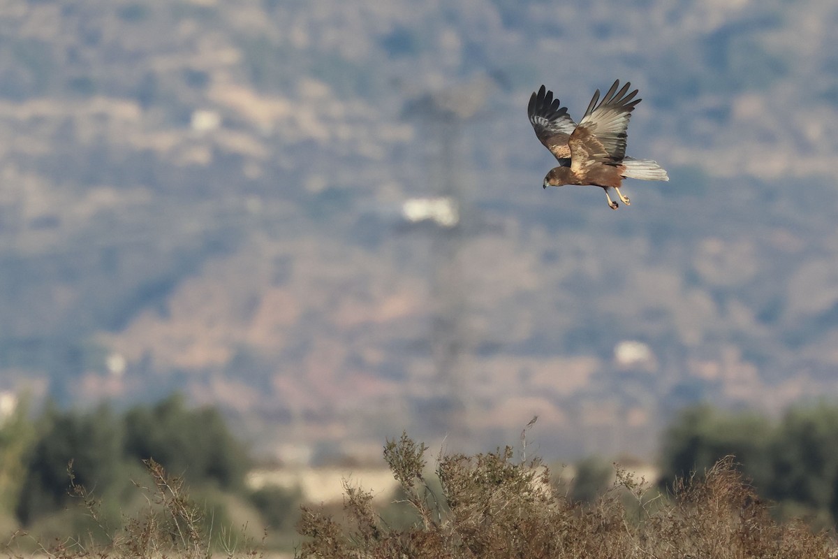 Western Marsh Harrier - ML646907480