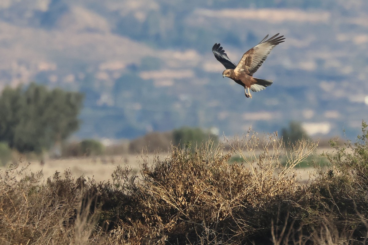 Western Marsh Harrier - ML646907481
